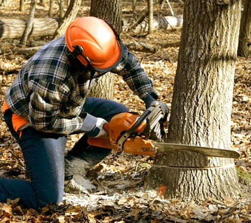 Tree Removal in Ledbetter, TX